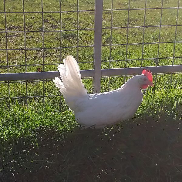 Leghorn