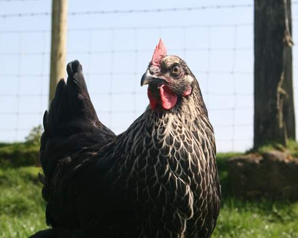 Pied Ranger