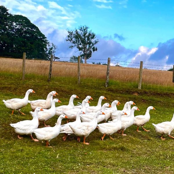 Norfolk Geese