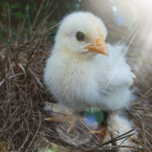 Pekin bantam