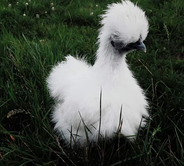 Silkie