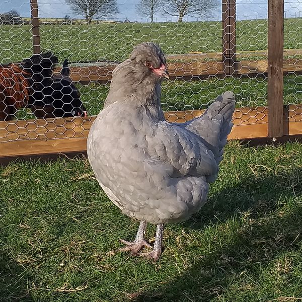 Lavender Araucana LF