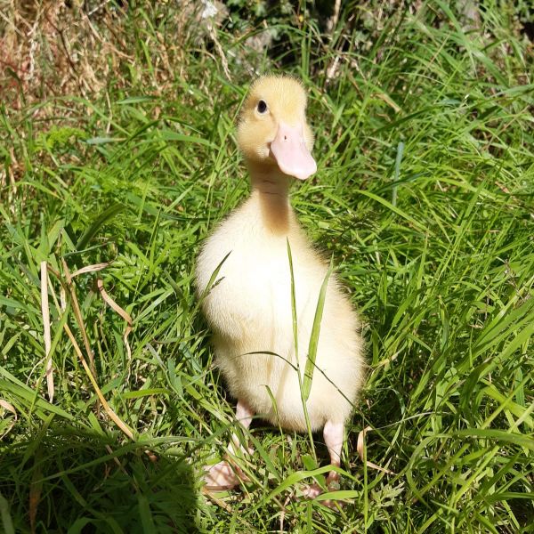 Pekin hybrid