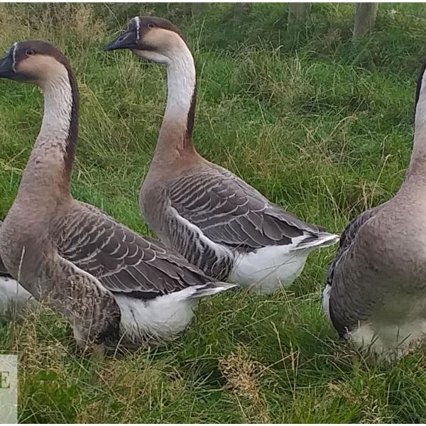 Chinese geese