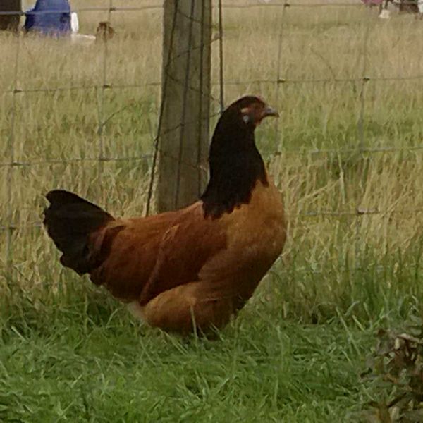 Vorwerk Rare breed LF