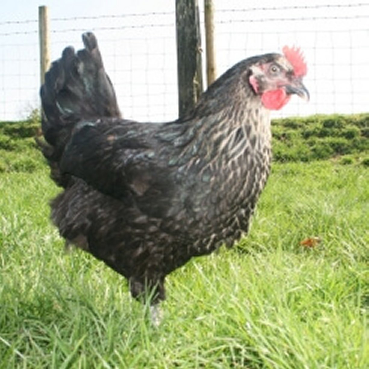 About Pencwarre Poultry