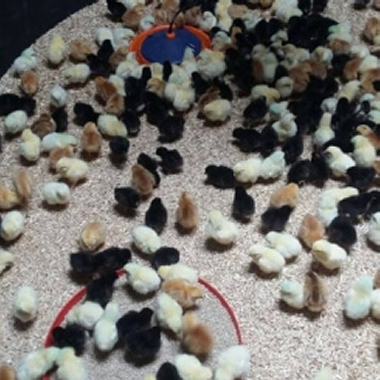 About Pencwarre Poultry