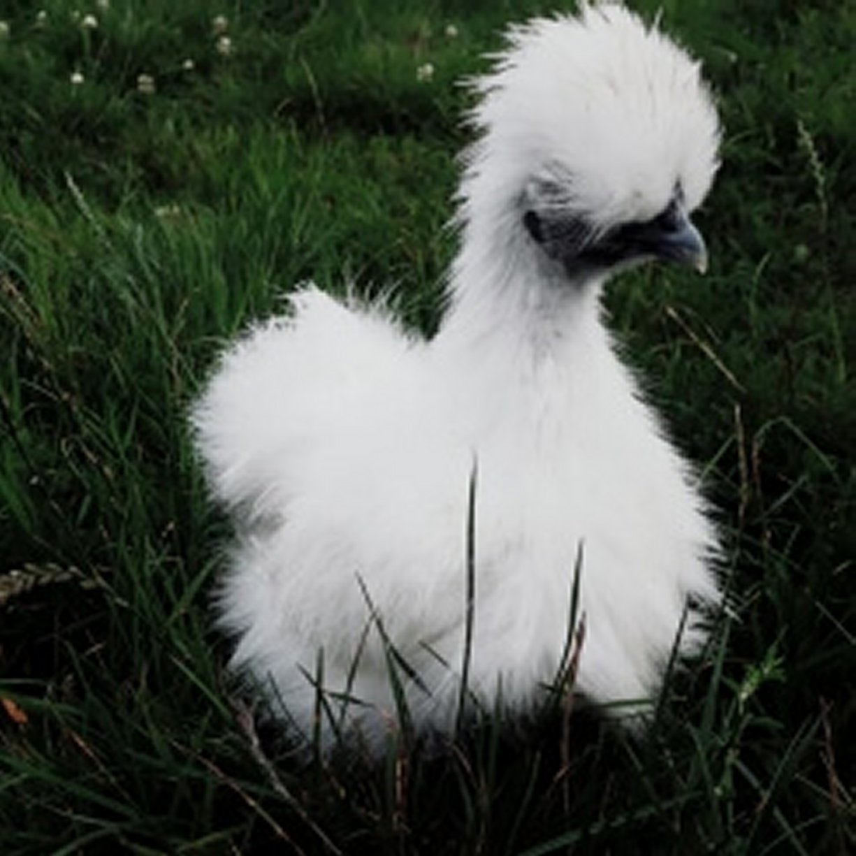 About Pencwarre Poultry