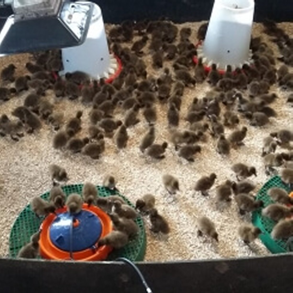 About Pencwarre Poultry