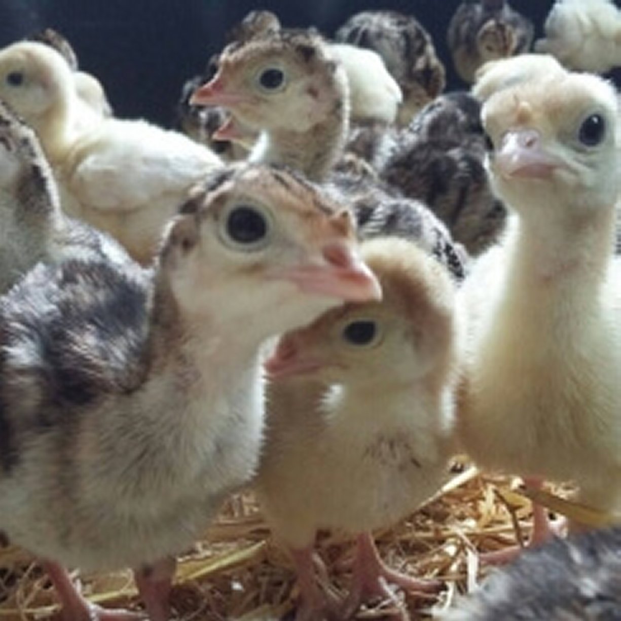 About Pencwarre Poultry
