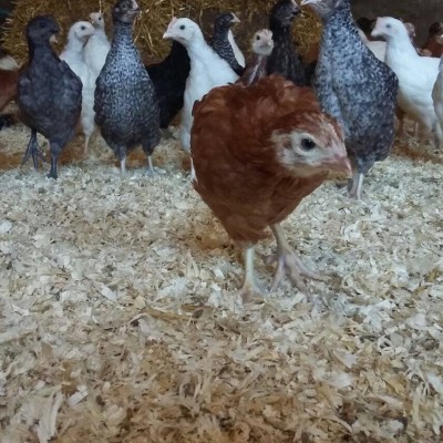 Poultry & Waterfowl